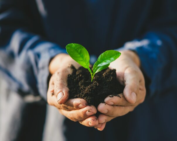 Hände halten behutsam Erde mit einem jungen Pflanzentrieb – Symbol für nachwachsende Rohstoffe