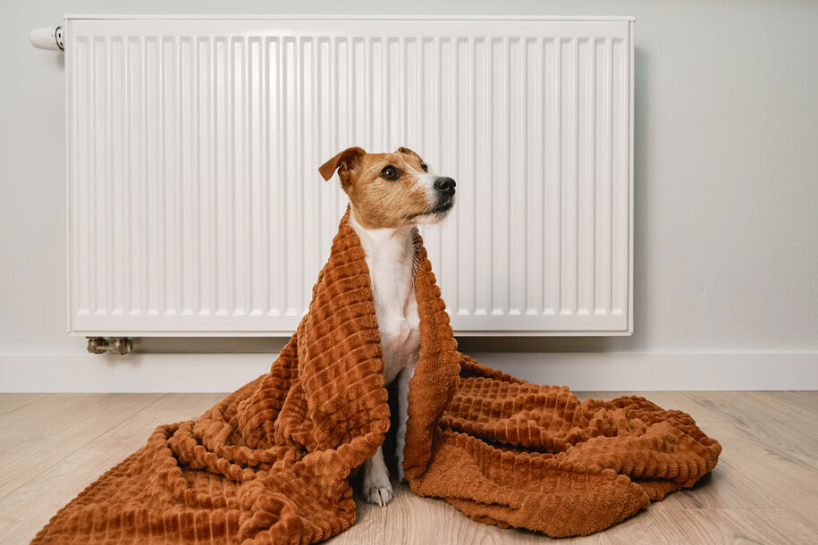 Ein kleiner Hund in eine Decke eingewickelt vor einem Heizkörper – Hilfe bei Heizungsstörungen mit dem MONTANA Erste-Hilfe-Check